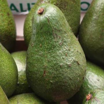 Avocado