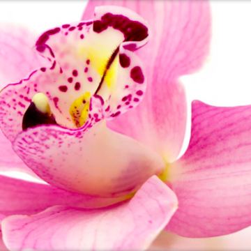 Flower diva