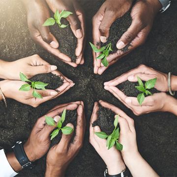 Amspa plant grow together