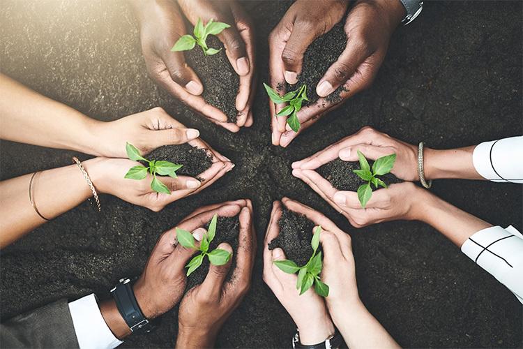 Ecofriendly coworkers grow plants together.